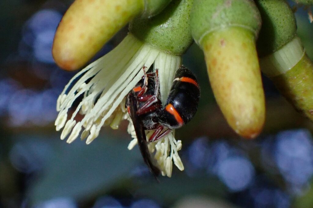 Hyleoides zonalis, Geraldton, Midwest WA © Gary Taylor