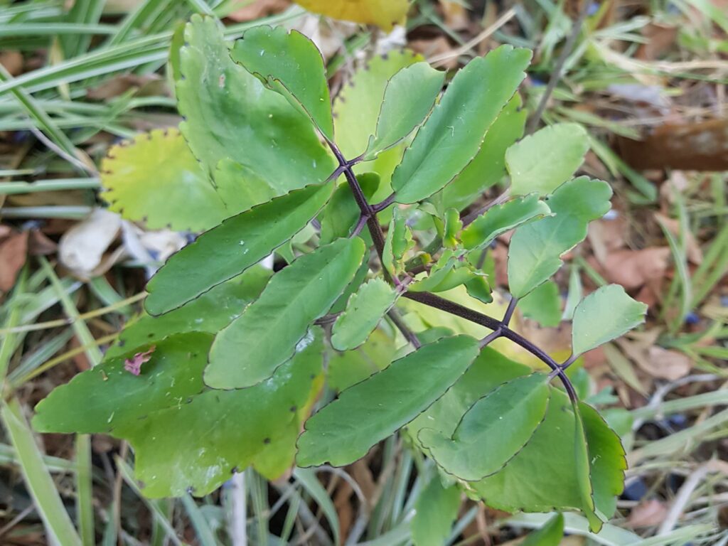 Kalanchoe pinnata, Alice Springs NT