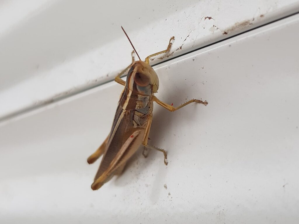 Macrotona Grasshopper (genus), Alice Springs NT