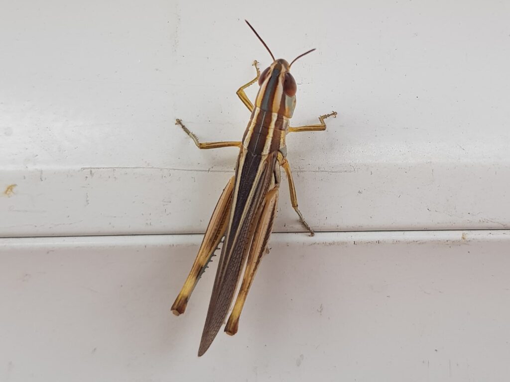 Macrotona Grasshopper (genus), Alice Springs NT