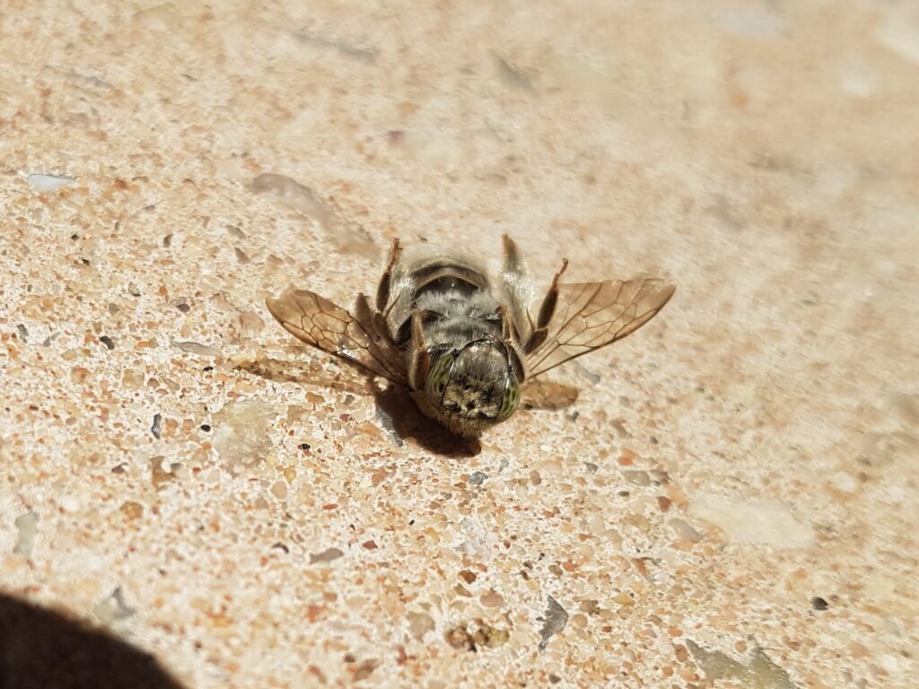 Stenotritus pubescens, Alice Springs NT