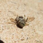 Stenotritus pubescens, Alice Springs NT