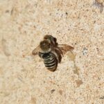 Stenotritus pubescens, Alice Springs NT