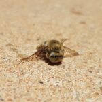 Stenotritus pubescens, Alice Springs NT