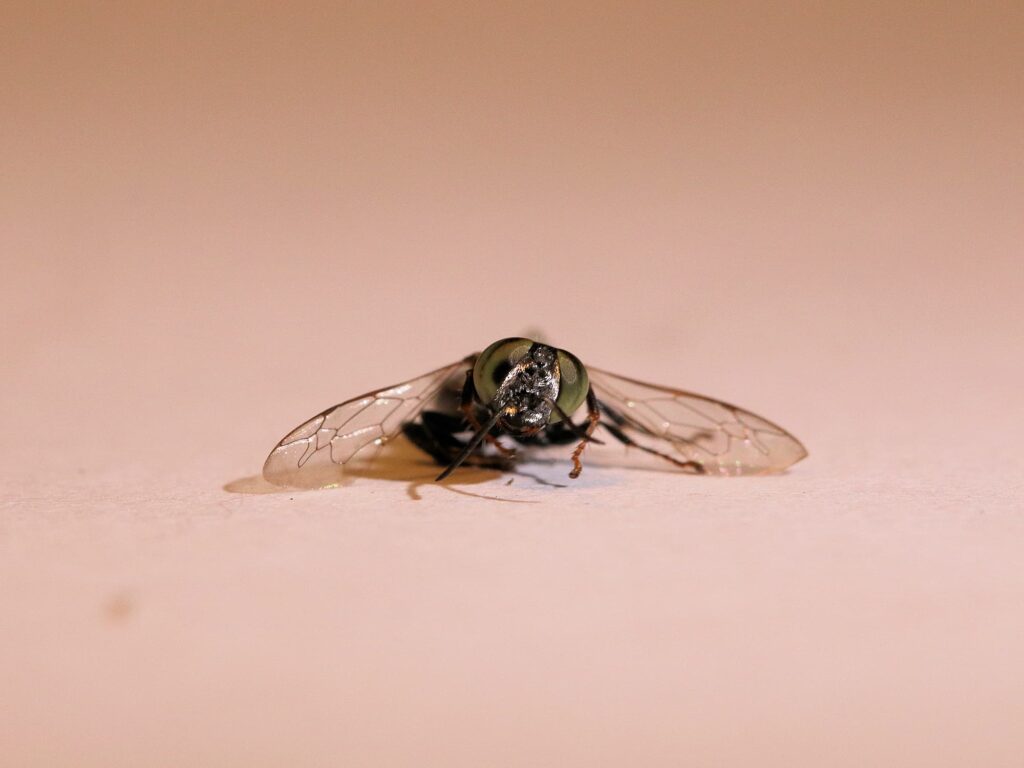 Tachytes sp (Wasp), Alice Springs NT