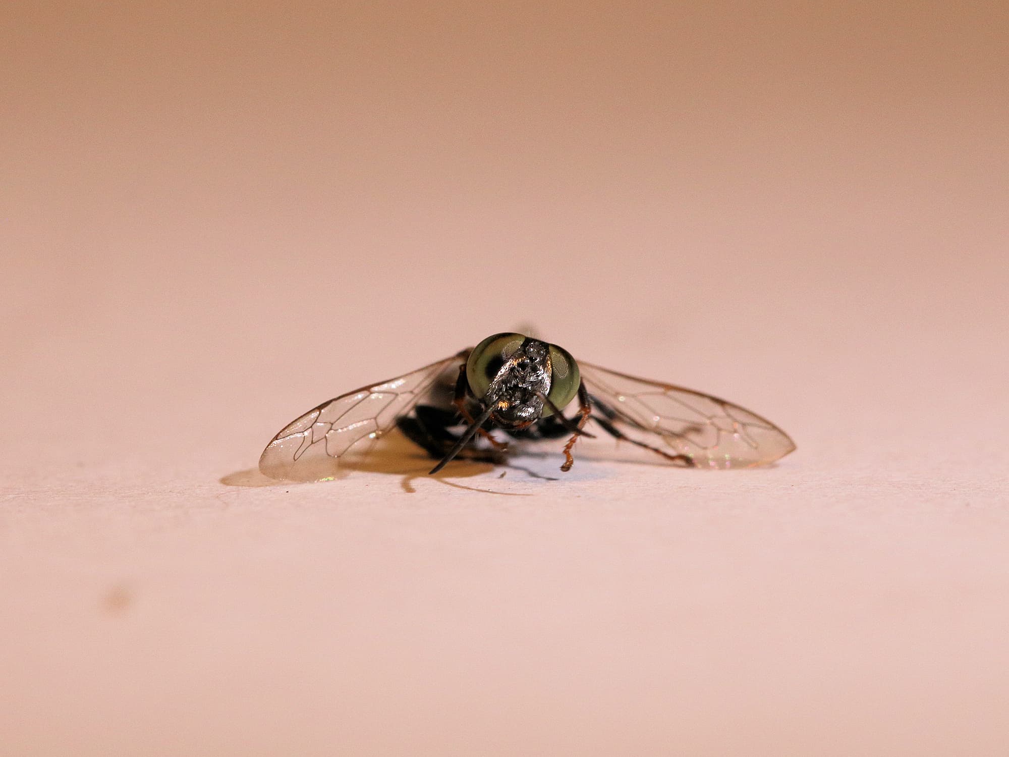 Tachytes sp (Wasp), Alice Springs NT