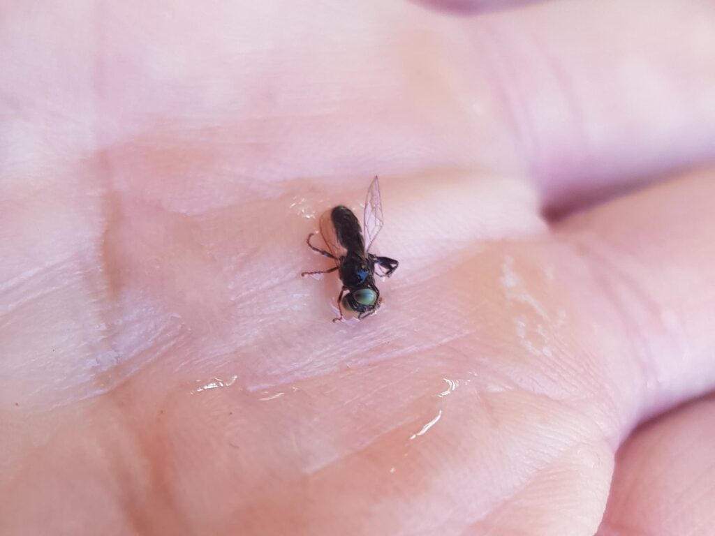 Tachytes sp (Wasp), Alice Springs NT