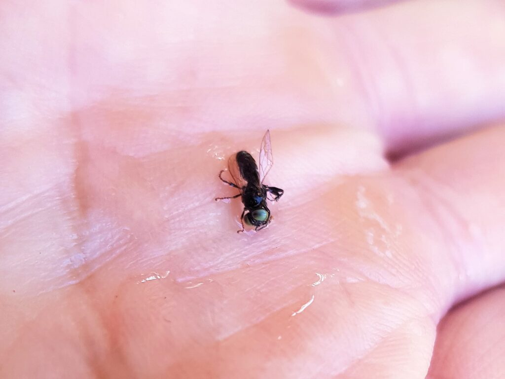 Tachytes sp (Wasp), Alice Springs NT