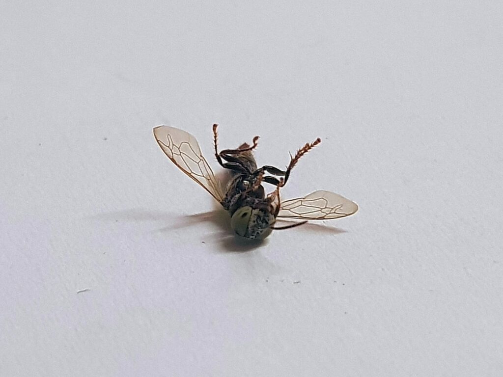 Tachytes sp (Wasp), Alice Springs NT