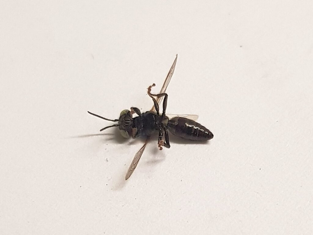 Tachytes sp (Wasp), Alice Springs NT