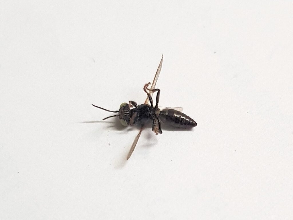 Tachytes sp (Wasp), Alice Springs NT