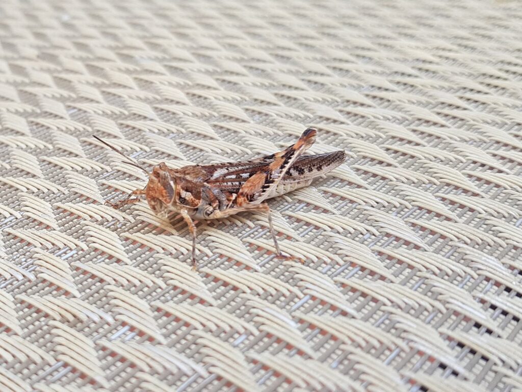 Urnisa guttulosa (Common Urnisa), Alice Springs NT