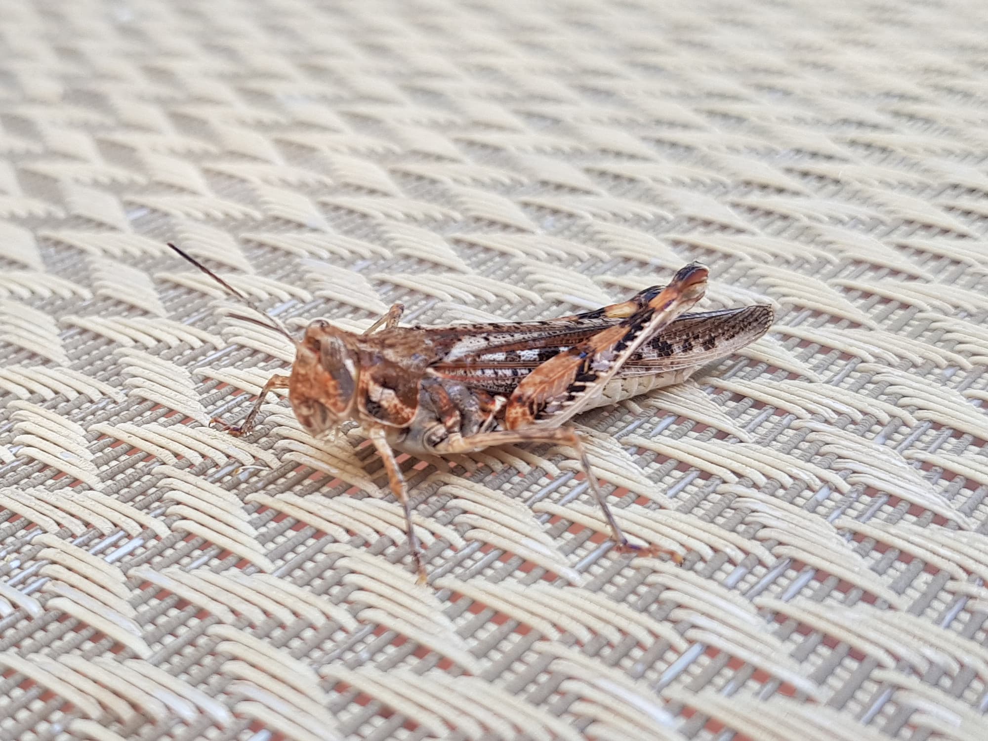 Urnisa guttulosa (Common Urnisa), Alice Springs NT