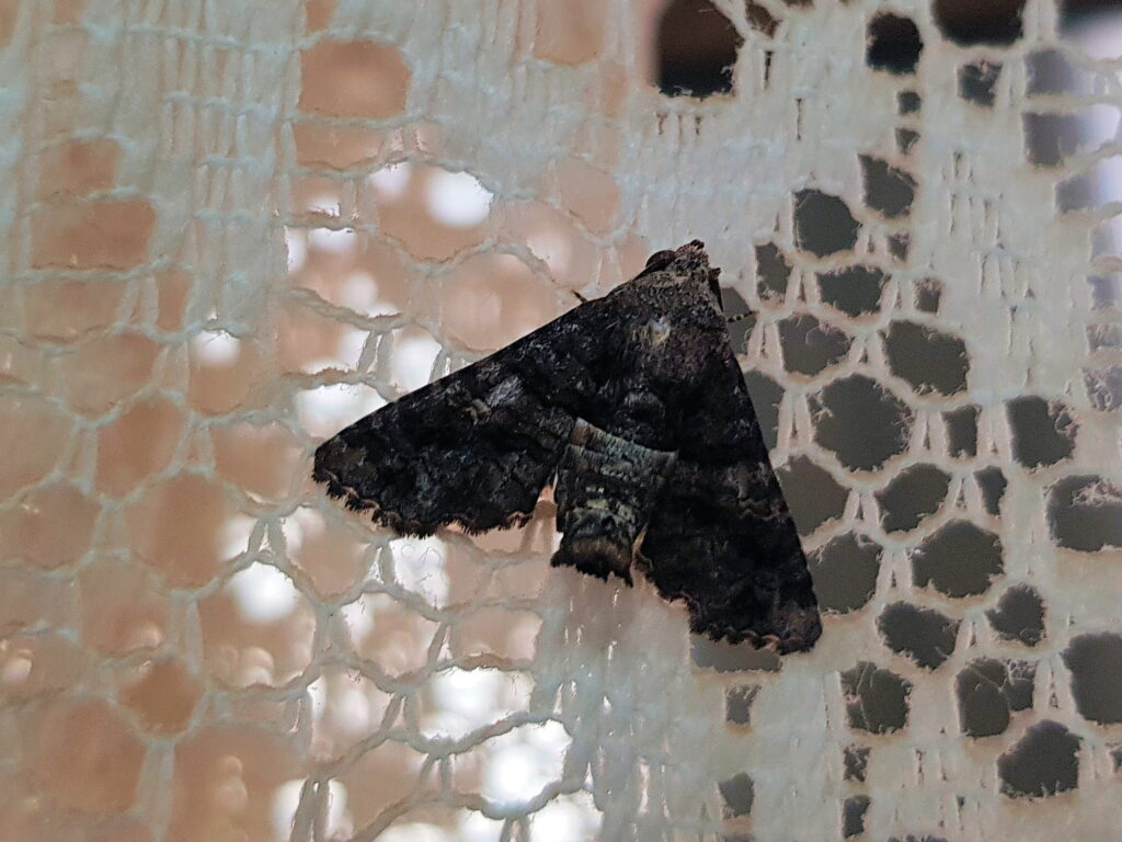 Pataeta carbo (Moth), Alice Springs NT