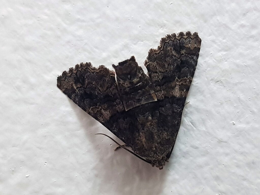 Pataeta carbo (Moth), Alice Springs NT