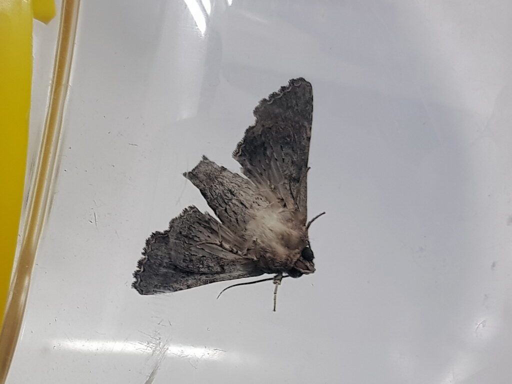 Pataeta carbo (Moth), Alice Springs NT