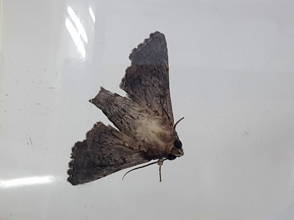 Pataeta carbo (Moth), Alice Springs NT