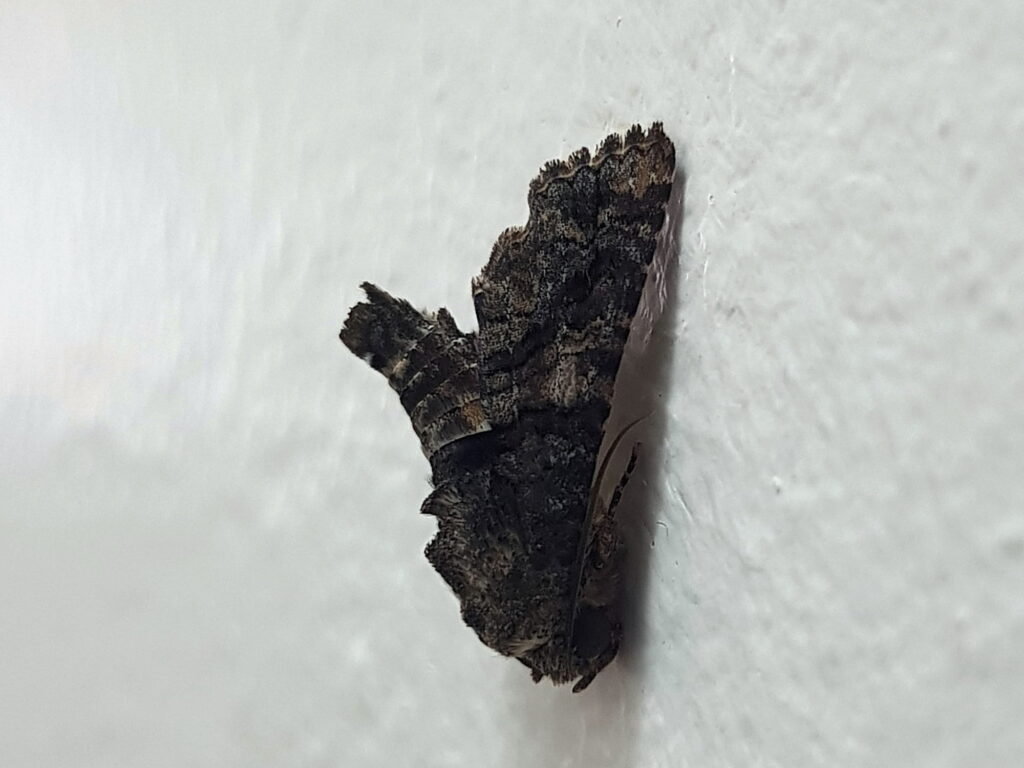 Pataeta carbo (Moth), Alice Springs NT