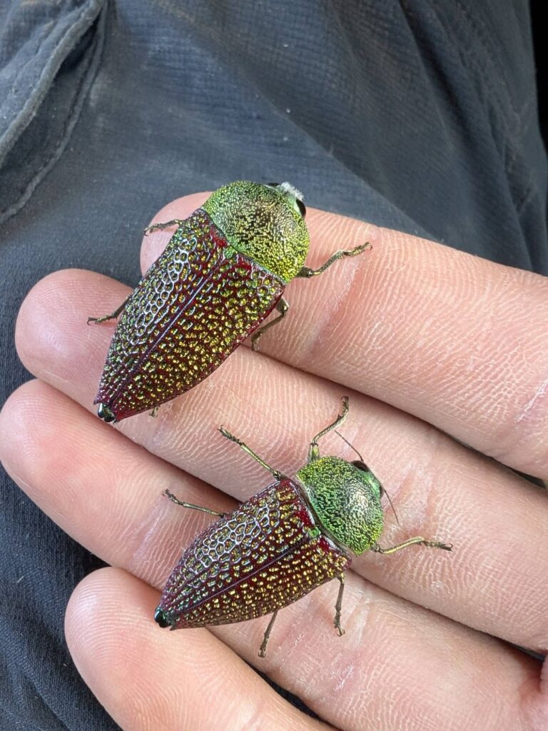 Stigmodera sanguinosa (family Buprestidae), north of Perth WA © Joshua Gan