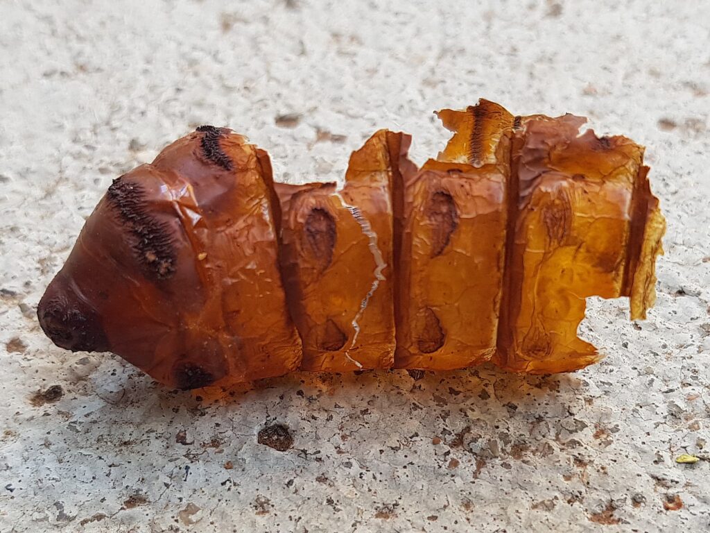 Witchetty Grub empty pupal case (shell), Alice Springs NT
