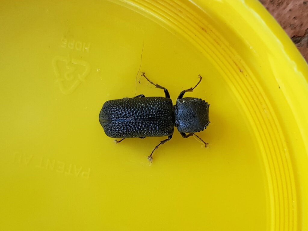 Large Auger Beetle (Bostrychopsis jesuita), Alice Springs NT