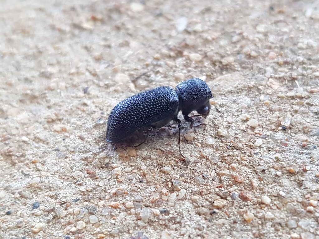 Large Auger Beetle (Bostrychopsis jesuita), Alice Springs NT