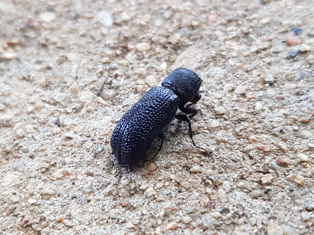 Large Auger Beetle (Bostrychopsis jesuita), Alice Springs NT