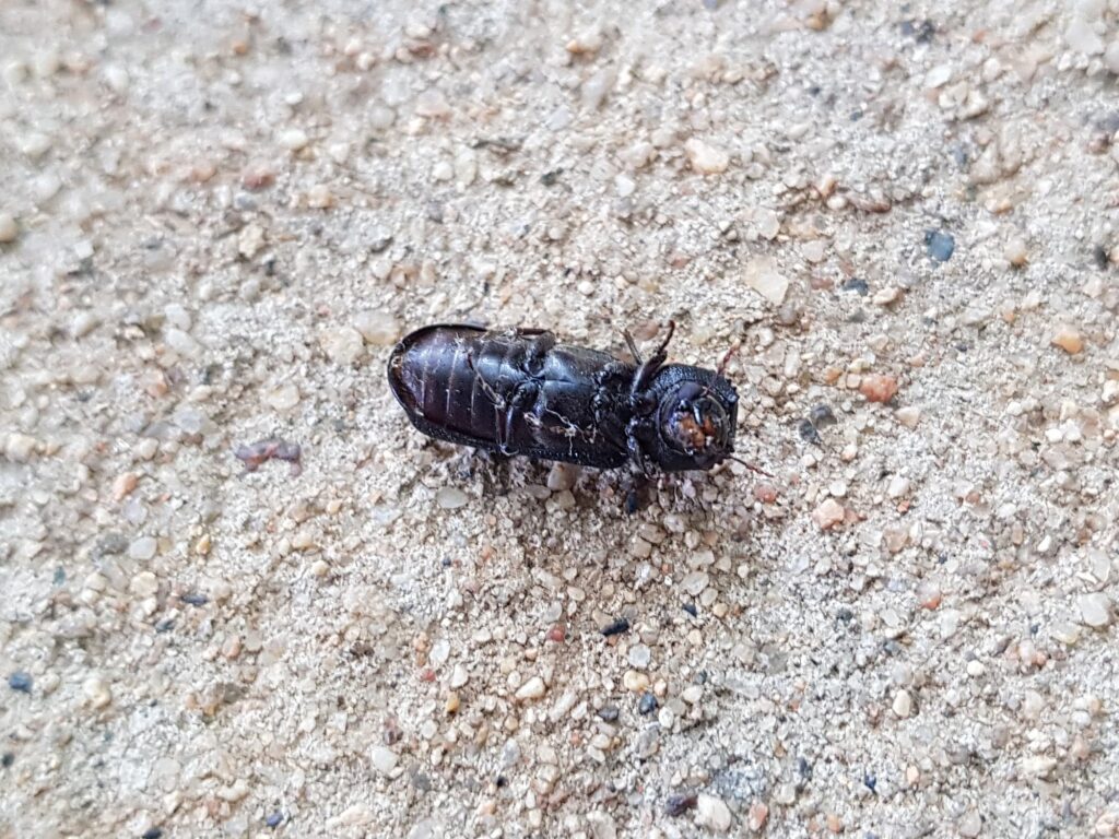 Large Auger Beetle (Bostrychopsis jesuita), Alice Springs NT