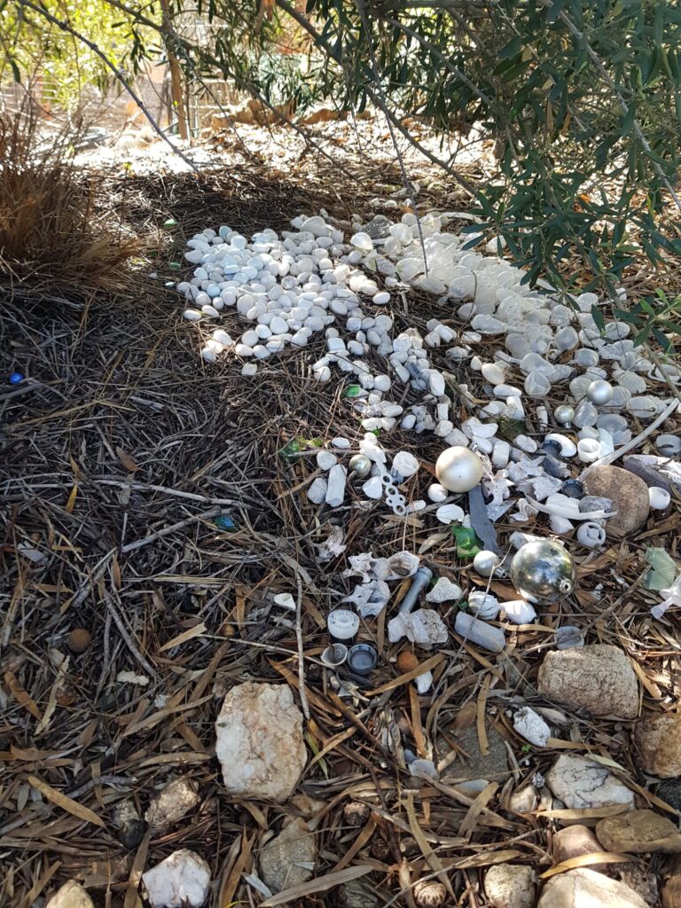 2026 Treasures in the Bower of the Western Bowerbird (Chlamydera guttata)