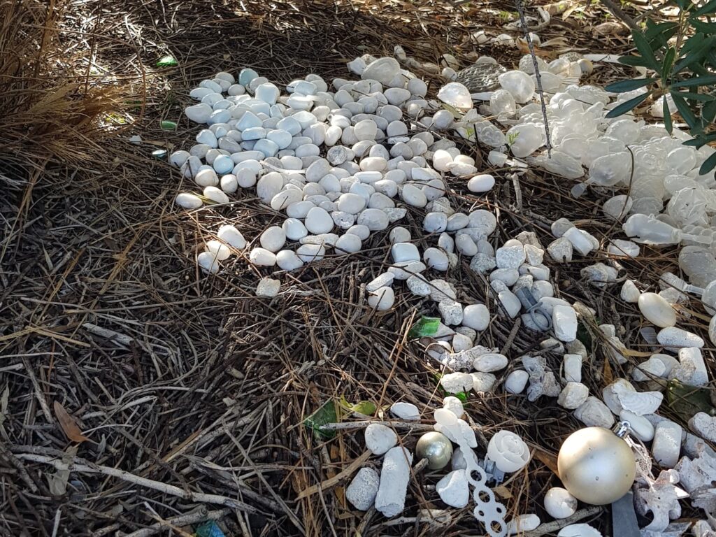 2026 Treasures in the Bower of the Western Bowerbird (Chlamydera guttata)