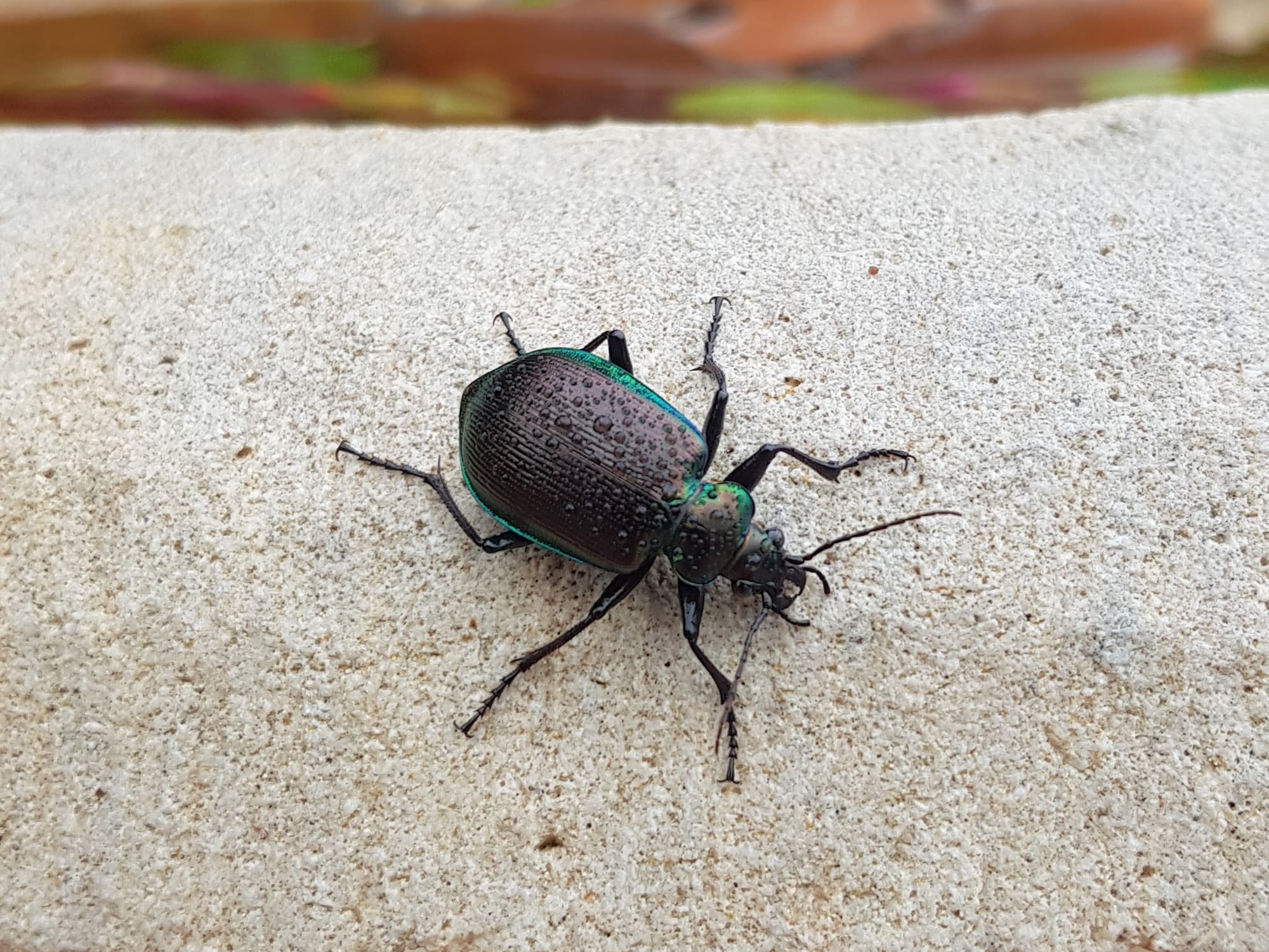 Calosoma oceanicum (Ground Beetle), Alice Springs NT