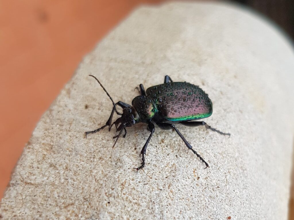 Calosoma oceanicum (Ground Beetle), Alice Springs NT