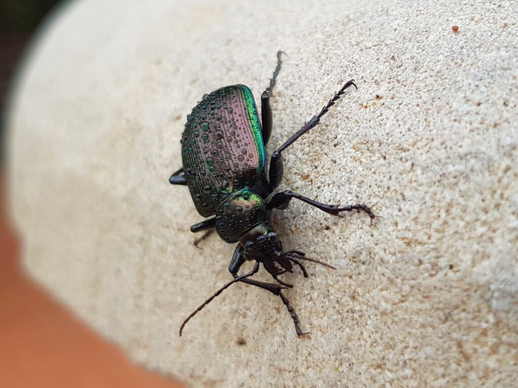 Calosoma oceanicum (Ground Beetle), Alice Springs NT