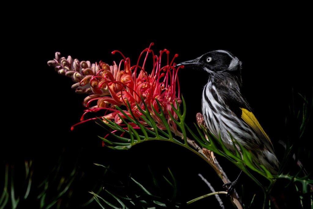 New Holland Honeyeater © Matt Laughton﻿