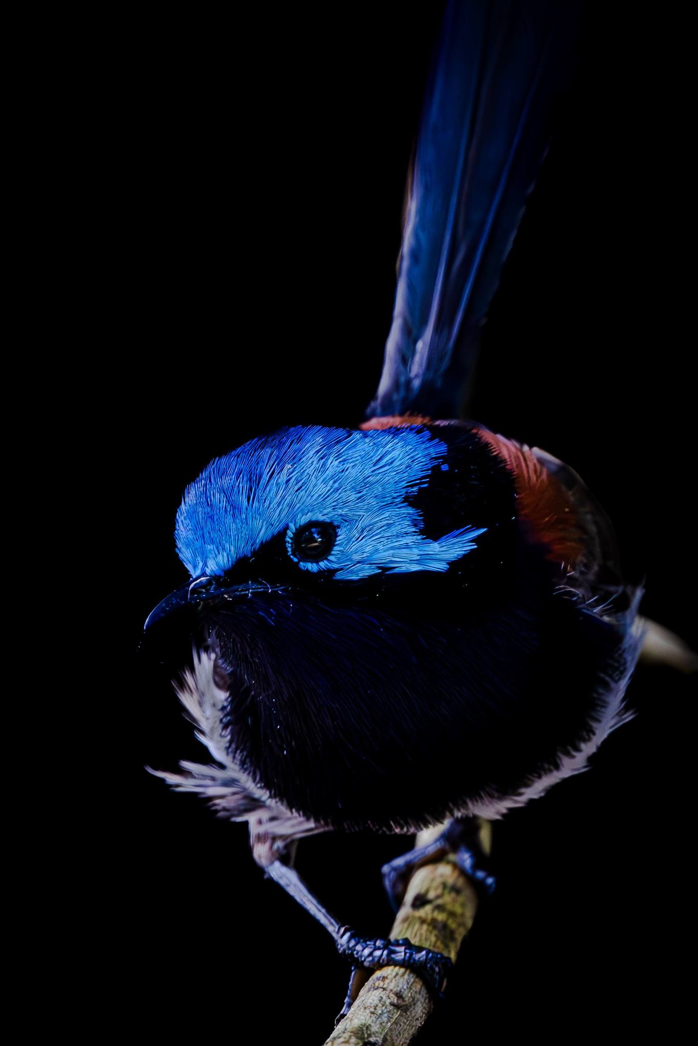 Red-winged Fairywren © Matt Laughton﻿
