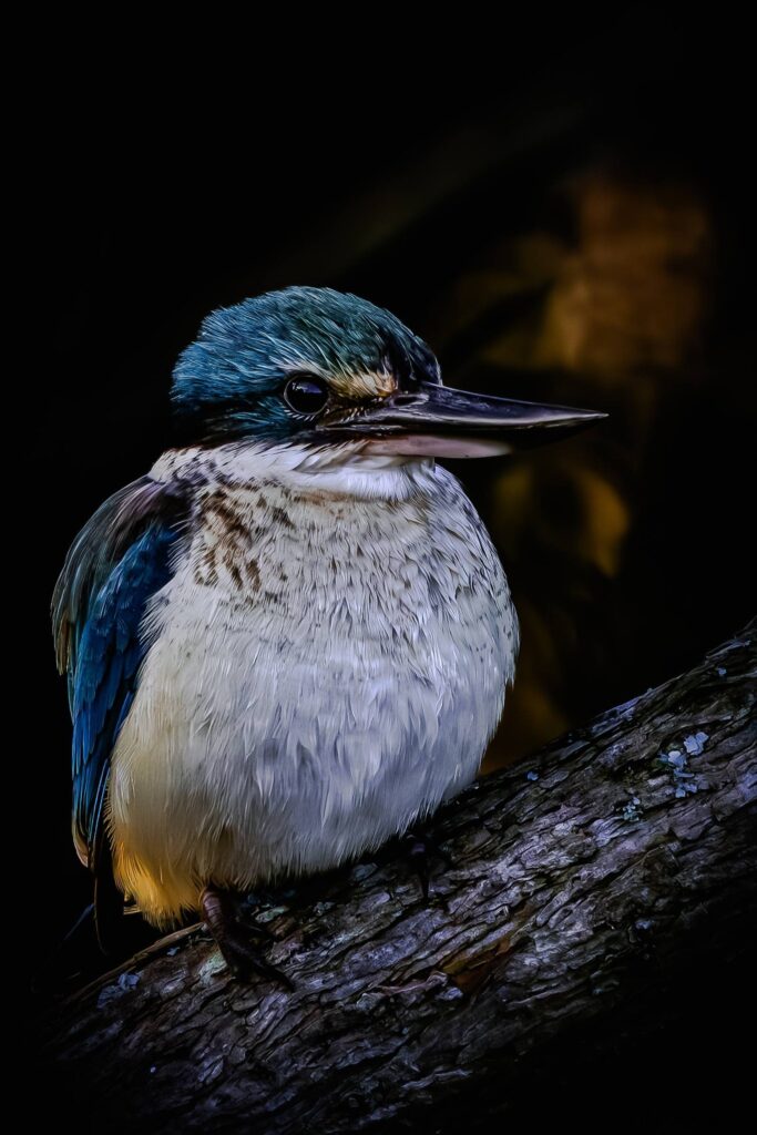 Sacred Kingfisher © Matt Laughton﻿