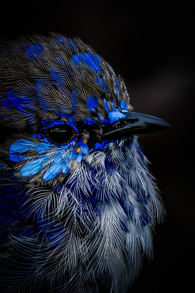 Splendid Fairywren © Matt Laughton﻿