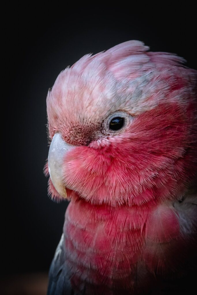 Rose Breasted Cockatoo © Matt Laughton﻿