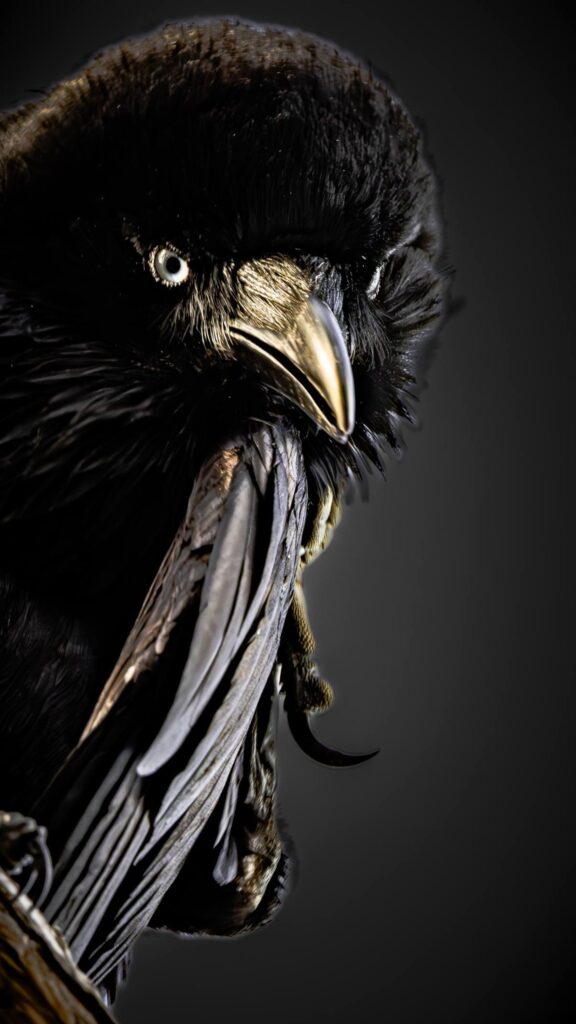 Australian Raven © Matt Laughton﻿