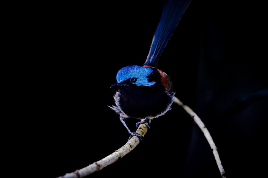 Red-winged Fairywren © Matt Laughton﻿