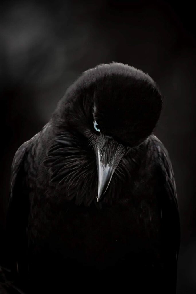 Australian Raven © Matt Laughton﻿