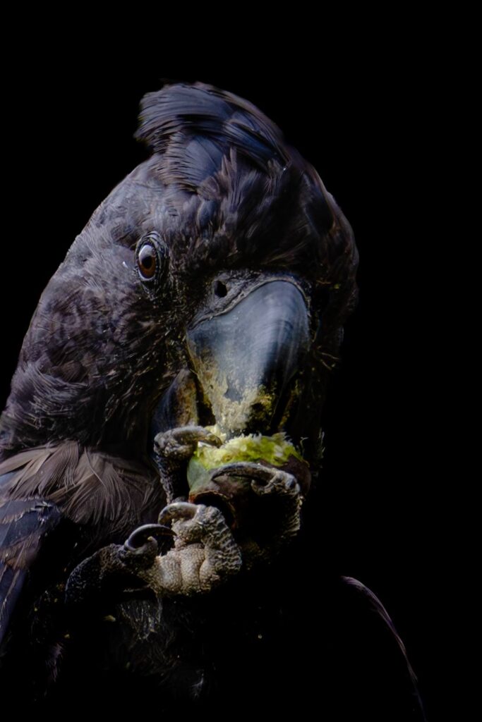 Red Tail Black Cockatoo © Matt Laughton﻿