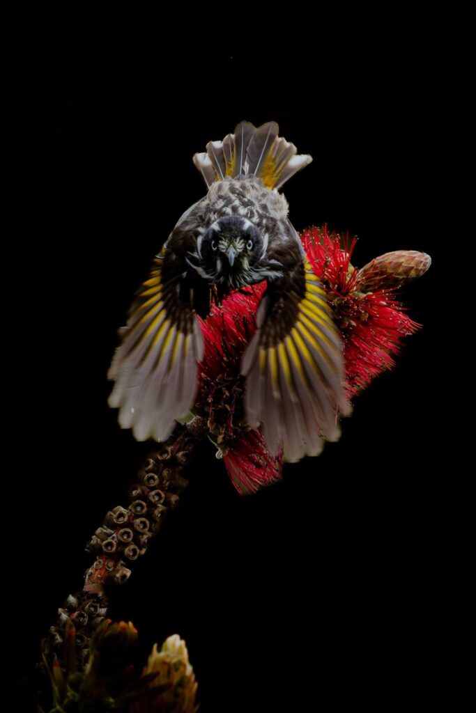 New Holland Honeyeater © Matt Laughton﻿