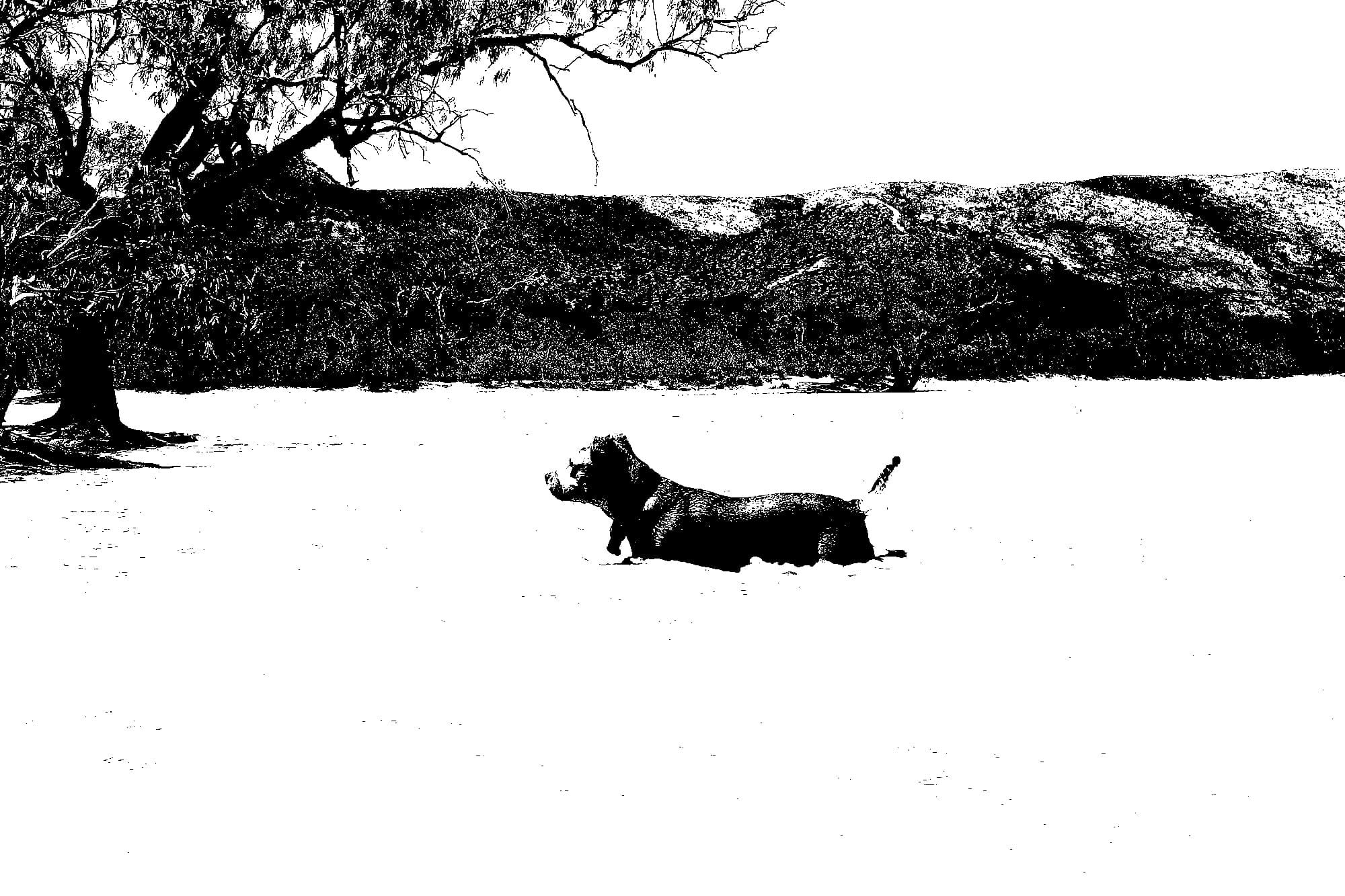 Black dog