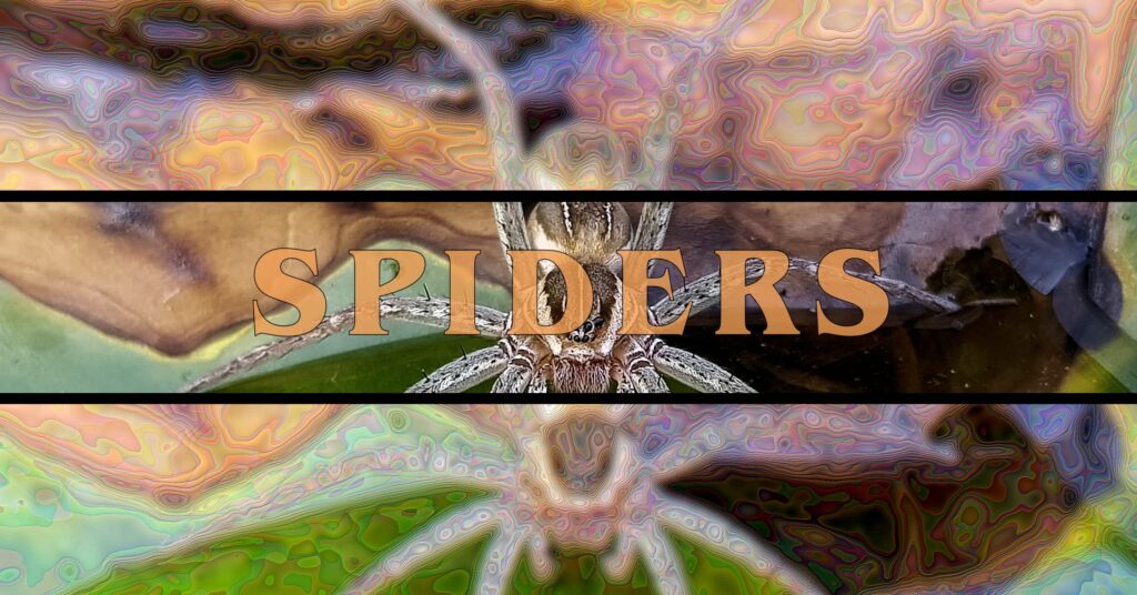 Spiders - Ausemade