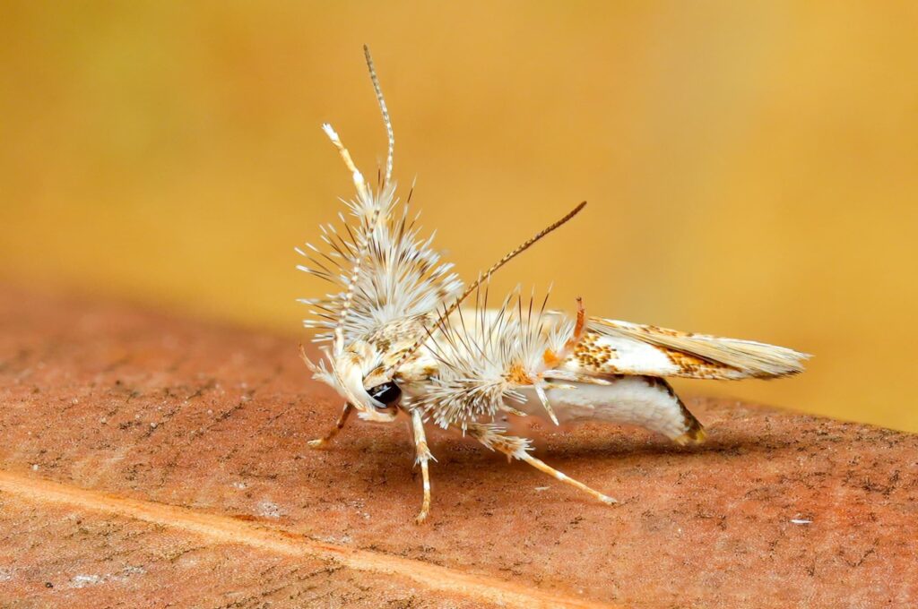 Stathmopoda, Cape York QLD © Daniel Meier