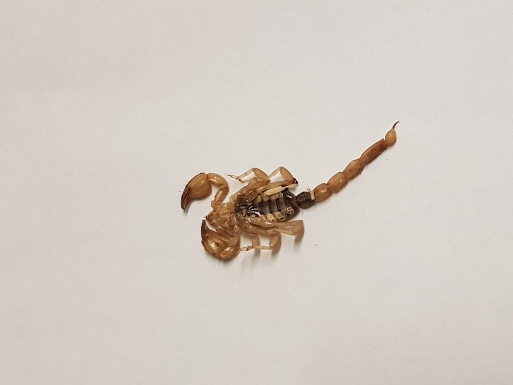 Deceased Desert Scorpion (genus Urodacus), Alice Springs NT