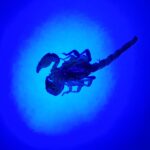 Deceased Desert Scorpion (genus Urodacus) under UV light, Alice Springs NT