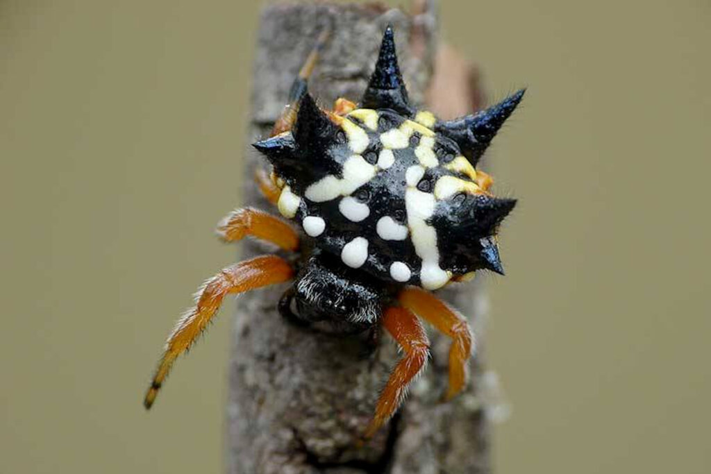 Jewel Spider (Astracantha minax), Perth Hills WA © Max Bye