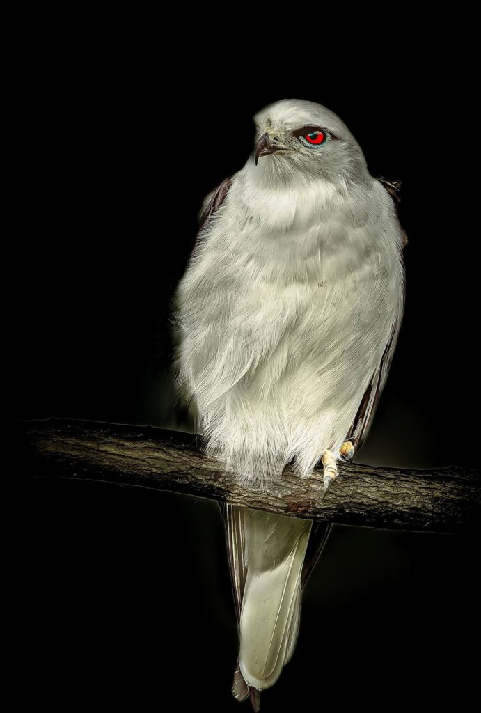 Black-Shouldered Kite © Matt Laughton﻿